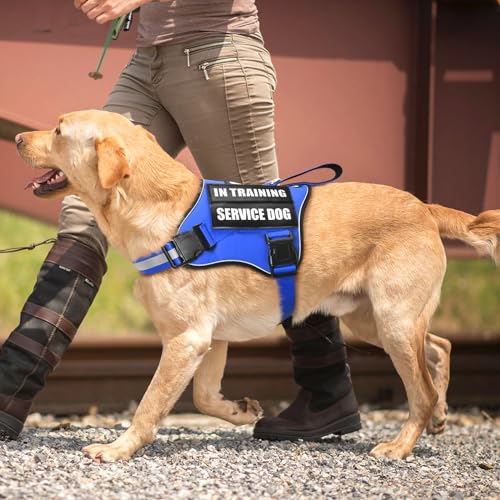 Service Dog Vest Harness and Leash Set+10 Patches,No Pull&Easy Walk Reflective Dog Harness with Soft Padded Handle for Training/Everyday,Fit Small/Medium/Large/Extra-Large Dogs (Blue M)
