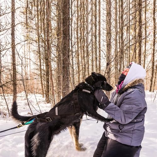 Dog Sled Harness for Pulling, Fog Sled Harnesses for Large Sogs, Adjustable Waterproof Dog Sled Pulling Harness for Dogs Exercise, Bikejoring, Skijoring (Red, XL)