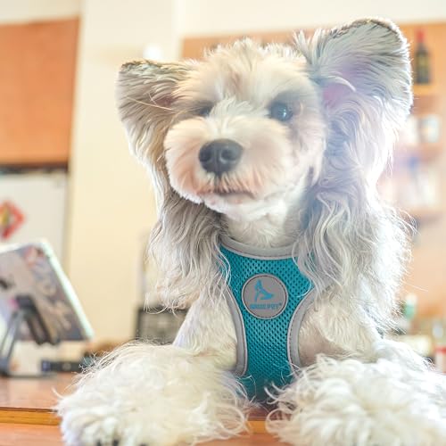 Kruz Dog Harness (Chest 16"-17", Weight 10–15 lbs) Athletica Adjustable Heavy Duty No Choke Puppy Vest for Small Dogs Lightweight Air Mesh, Reflective, Puppy Essentials – Turquoise, Medium