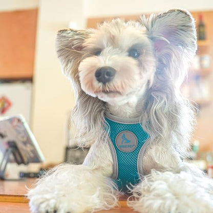 Kruz Dog Harness (Chest 16"-17", Weight 10–15 lbs) Athletica Adjustable Heavy Duty No Choke Puppy Vest for Small Dogs Lightweight Air Mesh, Reflective, Puppy Essentials – Turquoise, Medium