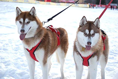 Pro Sled Dog Harness (Red, Large)