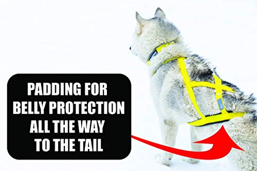 Pro Sled Dog Harness (Red, Large)