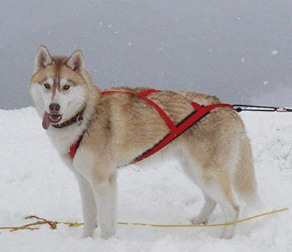 Pro Sled Dog Harness (Red, Large)
