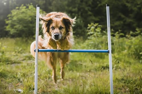 Complete Starter Agility Set for Dogs | 5 Piece Dog Agility Kit | Agility Jump | Tire Jump | Weave Poles | 10’ Tunnel with Sandbags | Pause Box