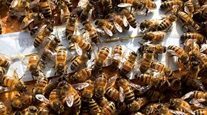 Bee Gym/Slim Gym Combo (2)