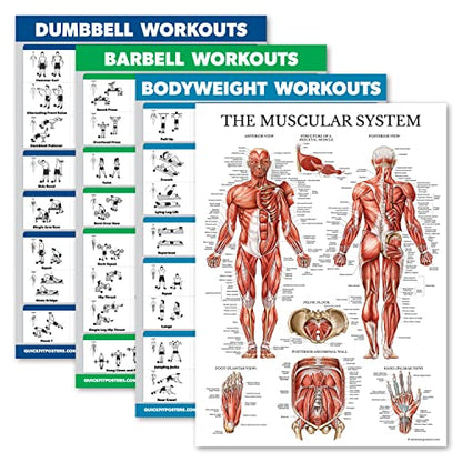 Palace Learning 4 Pack - Dumbbell + Barbell + Bodyweight Workouts - Muscle Set of 4 Laminated Charts (18'' x 24'')