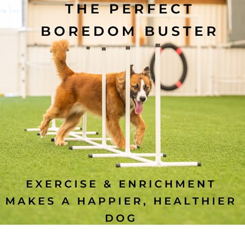 Better Sporting Dogs Complete Starter Agility Set for Dogs, 5 Piece