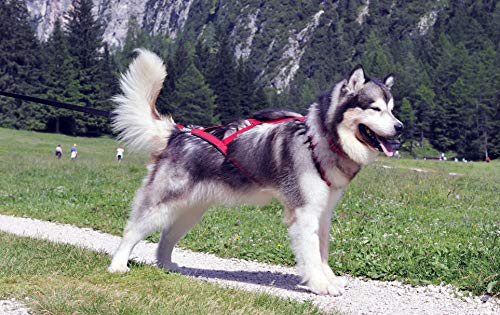 Pro Sled Dog Harness (Red, Large)