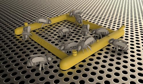Bee Gym/Slim Gym Combo (2)