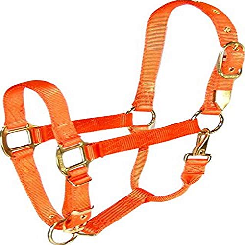Hamilton Deluxe Horse Halter, 1" Triple Ply Nylon, Adjustable Chin Strap, Easy On/Off Throat Snap, Small Horse or Weanling Draft, 500-800 lbs, Mango Orange - color: Mango Orange, size: Small, 500-800lbs